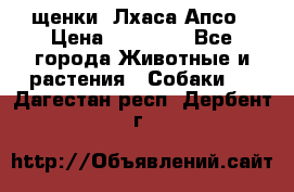 щенки  Лхаса Апсо › Цена ­ 20 000 - Все города Животные и растения » Собаки   . Дагестан респ.,Дербент г.